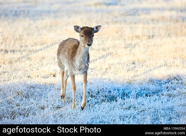 Fallow deer (Dama dama), meadow, standing, looking at camera