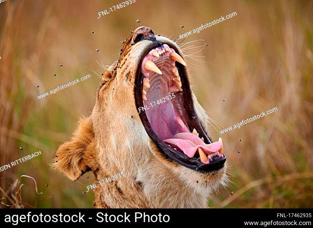 Portrait of a yawning lioness, panthera leo, surrounded by flies, Serengeti National Park, Tanzania, Africa|