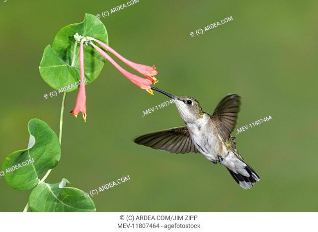 Ruby-throated Hummingbird Archilochus colubris feeding at backyard flowers Female in August They live in open woodlands forest edges meadows grasslands and in...