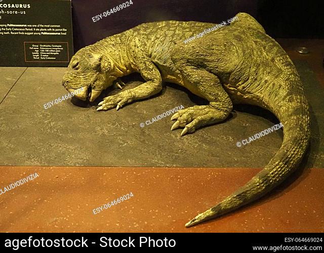 LONDON, UK - JUNE 09, 2023: Psittacosaurus dinosaur scale model at the Natural History Museum