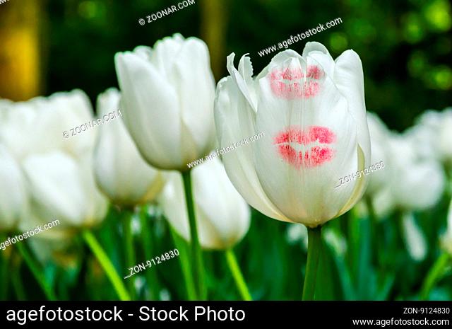 White tulips with kiss trace, Keukenhof Park, Lisse in Holland