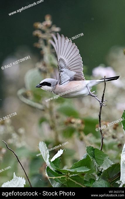 Red-backed Shrike ( Lanius collurio ), adult male taking off from its outlook, flying away, in flight, typical surrounding of bramble hedge, rainy day, wildlife