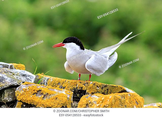 Arctic tern, Farne Islands Nature Reserve, England