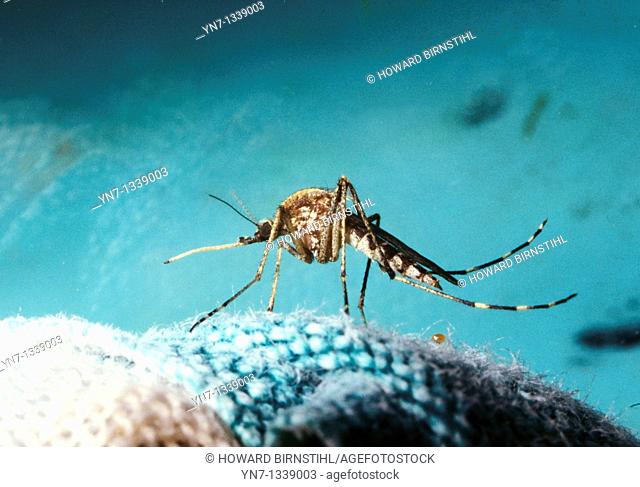 close up of mosquito Choromodic family showing its long proboscus