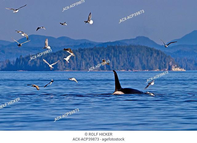 Killer Whale Orcinus orca off Malcolm Island near Donegal Head, in the Queen Charlotte Strait, British Columbia, Canada