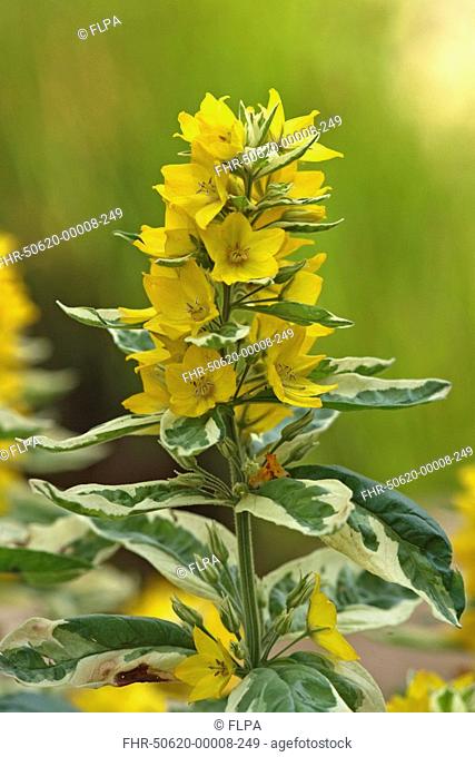 Yellow Loosestrife Lysimachia punctata flowering, Germany