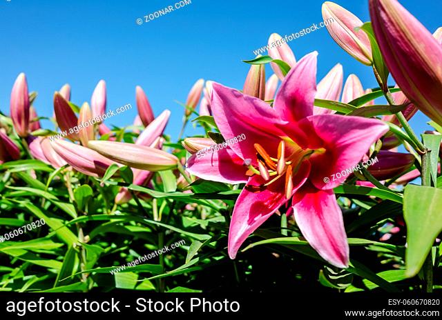 red beauty lily flowers under blue sky