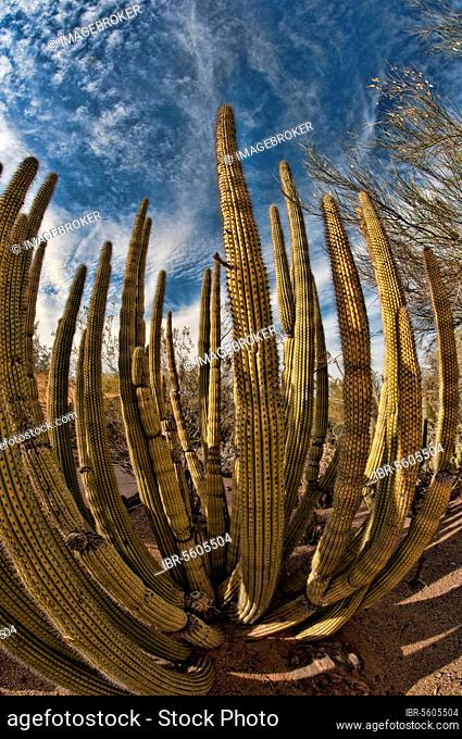Organ Pipe Cactus (Stenocereus thurberi) stems, Arizona (U.) S. A