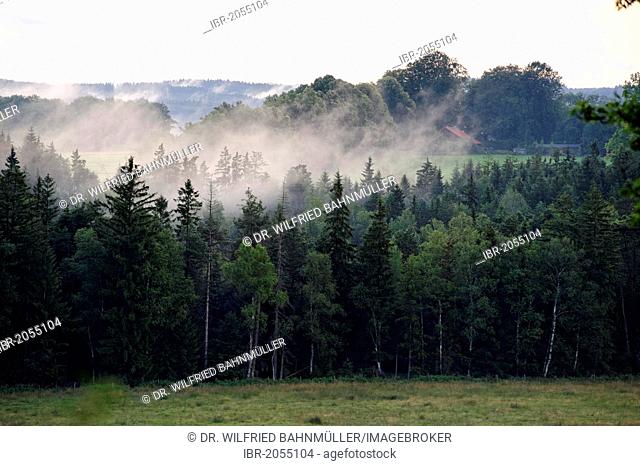 Fog after a thunderstorm in summer, evening mood, Nantesbuch near Bad Heilbrunn, Upper Bavaria, Bavaria, Germany, Europe
