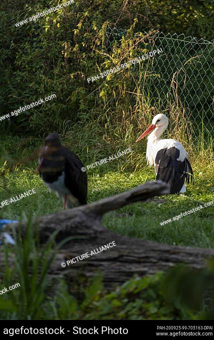 20 September 2020, Saxony-Anhalt, Loburg: An injured white stork and an injured black stork are standing on a meadow on the Storchenhof Loburg