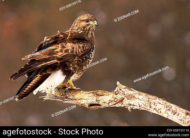 A beautiful common buzzard, buteo buteo, with snowflakes on the talons, sitting on a branch while observing its territory
