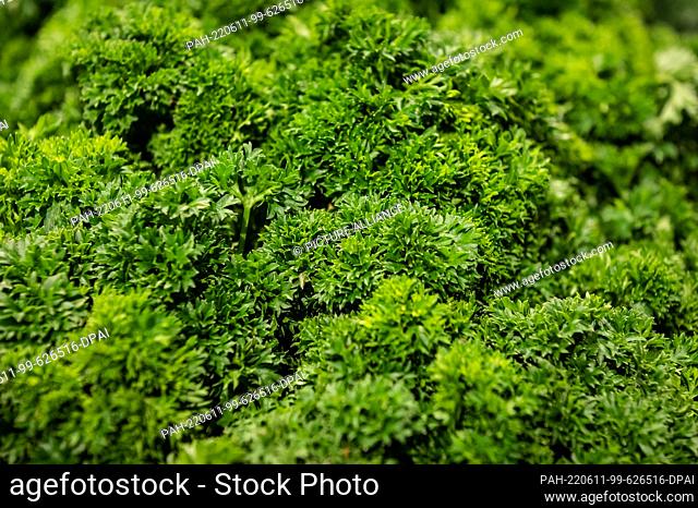 10 June 2022, Baden-Wuerttemberg, Rottweil: Parsley is for sale in an Edeka store in the produce department. Photo: Silas Stein/dpa