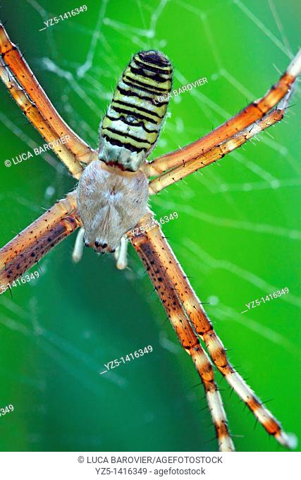 Wasp Spider Argiope bruennichi on its web