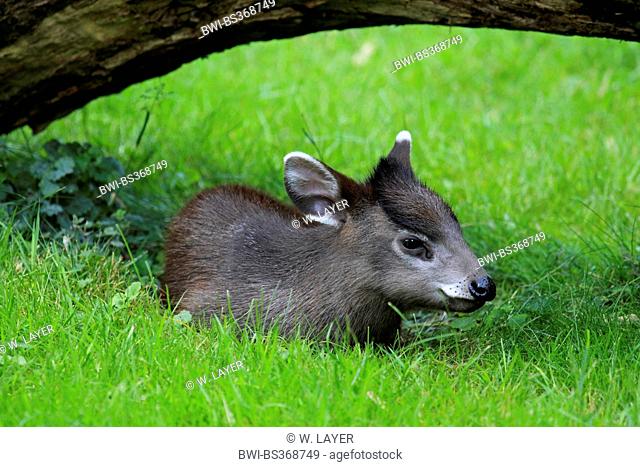 Tufted deer (Elaphodus cephalophus), young animal lying in a meadow in a hollow under a branch