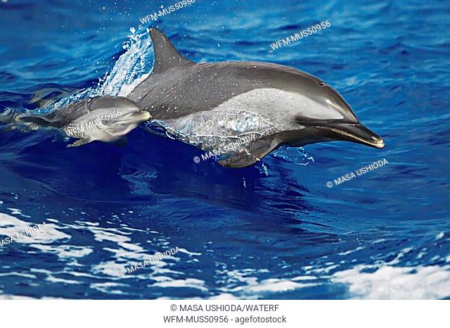 Pantropical Spotted Dolphins, Mother and Calf, Stenella attenuata, Kona Coast, Big Island, Pacific Ocean, Hawaii, USA