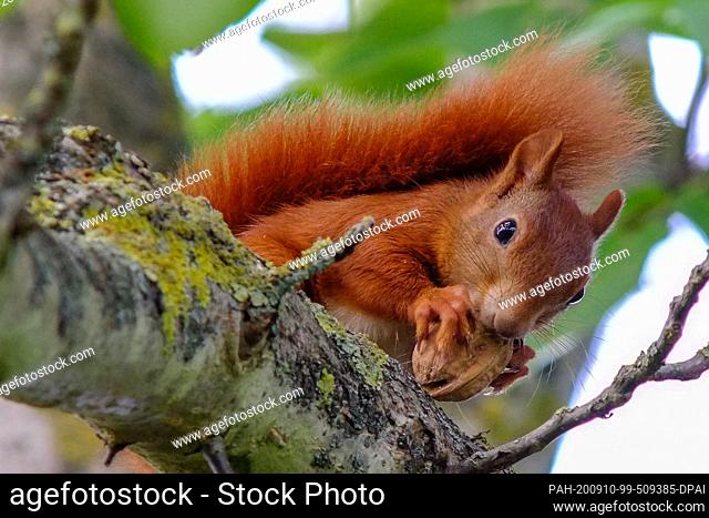 08 September 2020, Lower Saxony, Brunswick: A young squirrel sits in the branches of a walnut tree and eats a walnut. Photo: Stefan Jaitner/dpa
