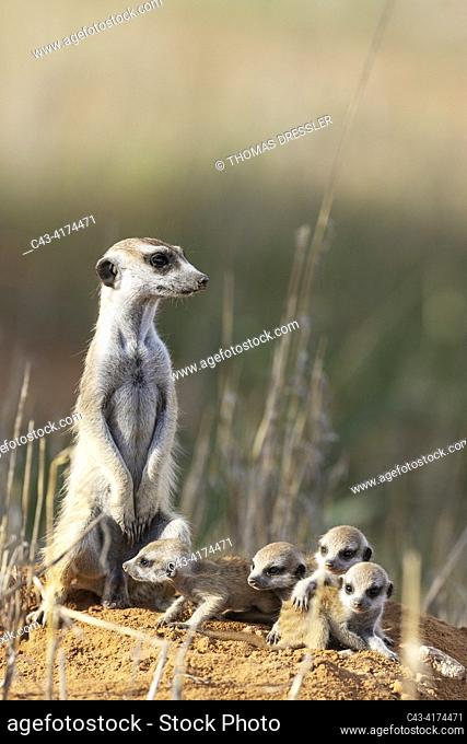 Suricate (Suricata suricatta). Also called Meerkat. Female with four young at their burrow. On the lookout. Kalahari Desert, Kgalagadi Transfrontier Park