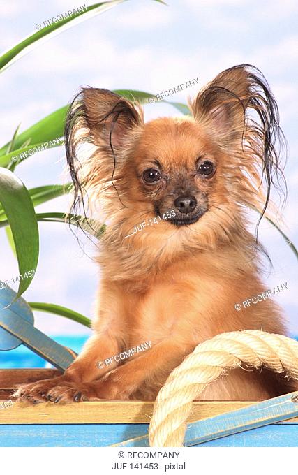 Toy Terrier - sitting in boat
