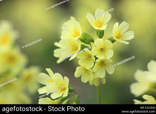 Common cowslip ( Primula veris) Switzerland