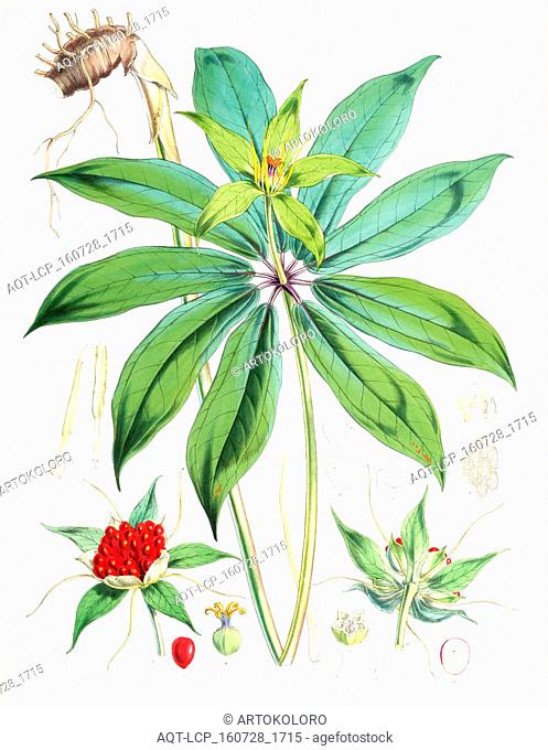 Paris Polyphylla, Smit., Fitch, W. H. (Walter Hood) (1817-1892), (Engraver), Hooker, Joseph Dalton, Sir (1817-1911), (Author), 1855