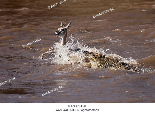 Nile crocodile(Crocodylus niloticus) attacking a Grant's Gazelle(Nanger granti) as it crosses the Mara River. Maasai Mara National Reserve, Kenya