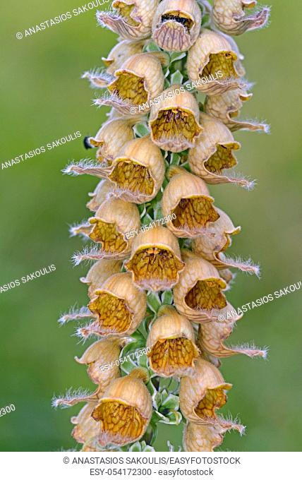 Digitalis ferruginea, the rusty foxglove, is a species of flowering plant of the family Plantaginaceae, Greece
