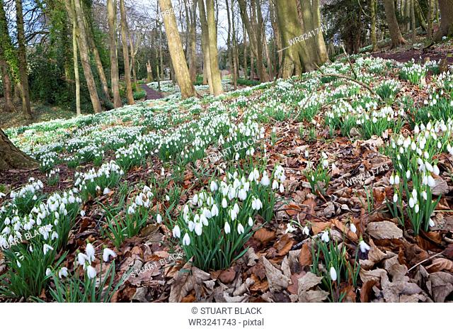 Snowdrops in woodland at the Rococo Garden, Painswick, The Cotswolds, Gloucestershire, England, United Kingdom, Europe