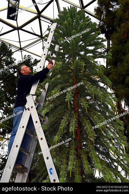 19 February 2020, North Rhine-Westphalia, Duesseldorf: Lars Leonhard, the university's district gardener, is standing on a ladder and looking at flower cones of...