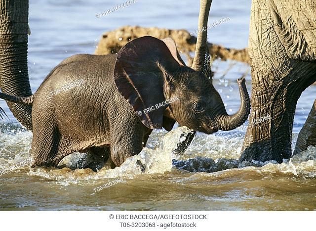 African elephant, tiny calf crossing Luangwa river protected by herd, (Loxodonta africana), South Luangwa National Park, Zambia