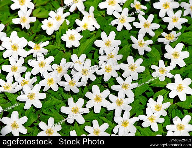 Close up background of early spring white Caltha flowers over green leaves, high angle view, selective focus