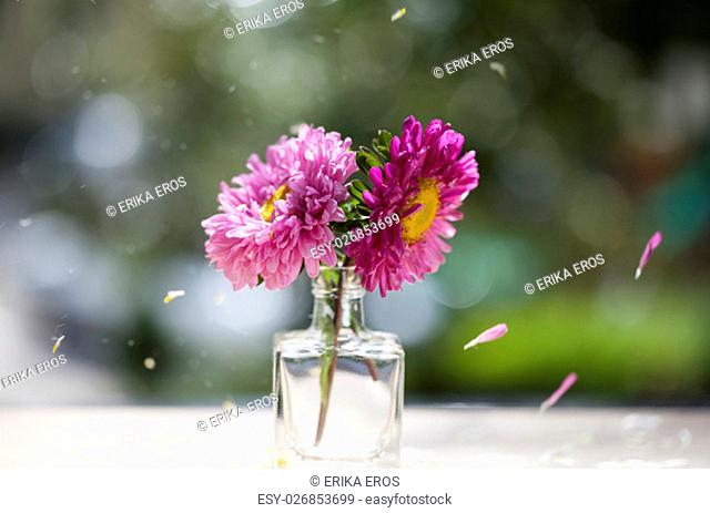 Beautiful pink aster flowers in glass pitcher under falling petals