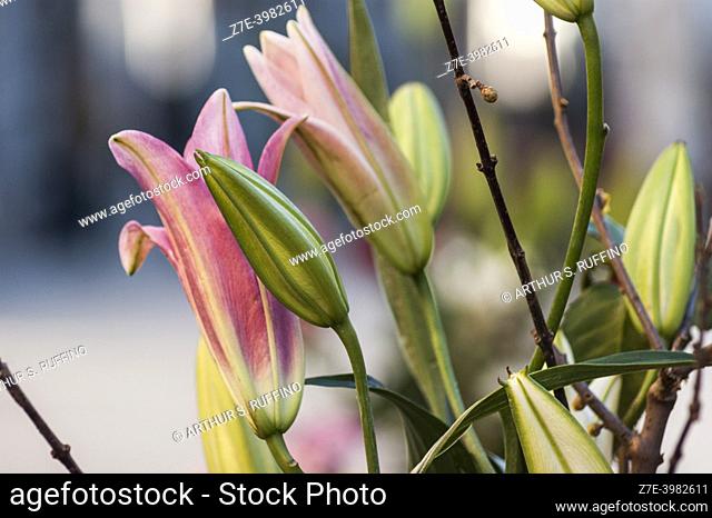 Lillies. A floral arrangement on an outdoor restaurant table in Venice. Veneto Region, Italy