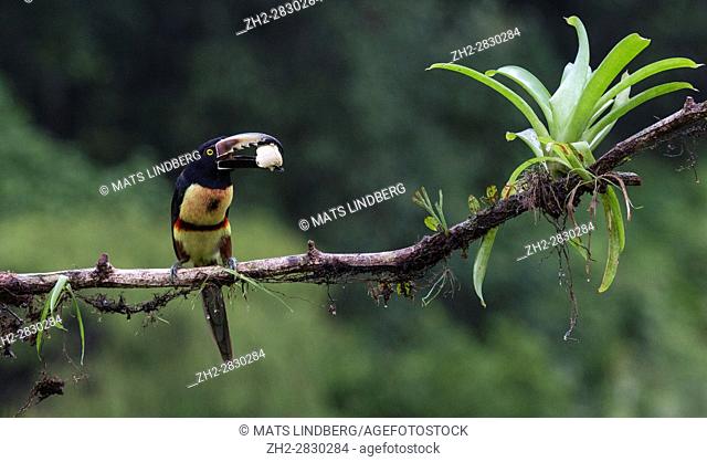 Collared Aracari, Pteroglossus torquatus, sitting in a tree, with banana in the beak, at Laguna del Lagarto, Boca Tapada, San Carlos, Costa Rica