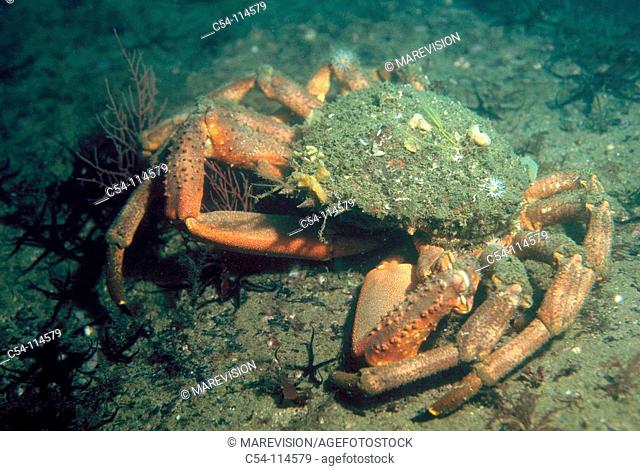 Great Spider Crab (Maja squinado). Galicia, Spain