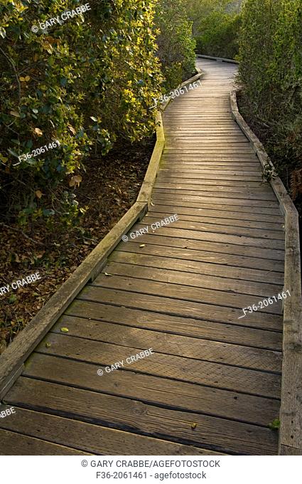 Wooden Boardwalk path walking trail through the El Moro Elfin Forest Natural Area, Los Osos, California