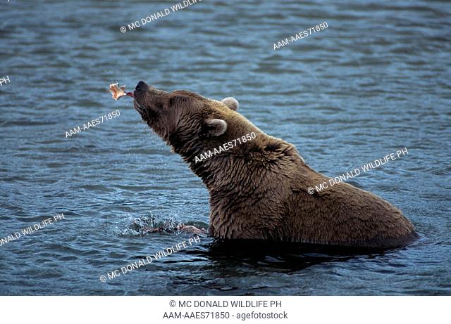 Brown Bear eating Salmon (Ursus arctos), Katmai, AK