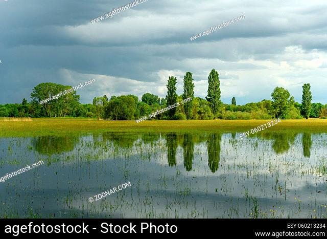 Reflection of trees in a flooded meadow in rainy weather in spring. France, Alsace