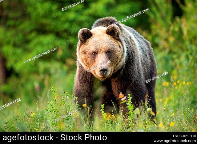 Brown bear, ursus arctos, staring into a camera from front view on a green meadow. Fauna of High Tatras National Park in Slovakia
