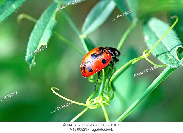 Seven-spotted Ladybird Beetle, Beetle with damaged wings on a branch  coccinella septempunctata
