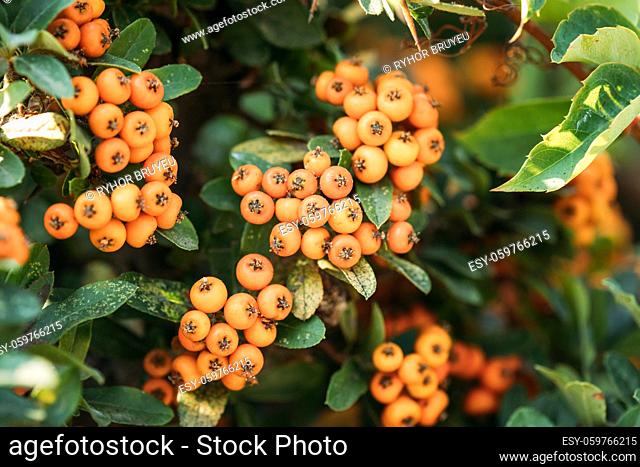 Orange Berries Of Pyracantha Coccinea Plant In Summer Garden
