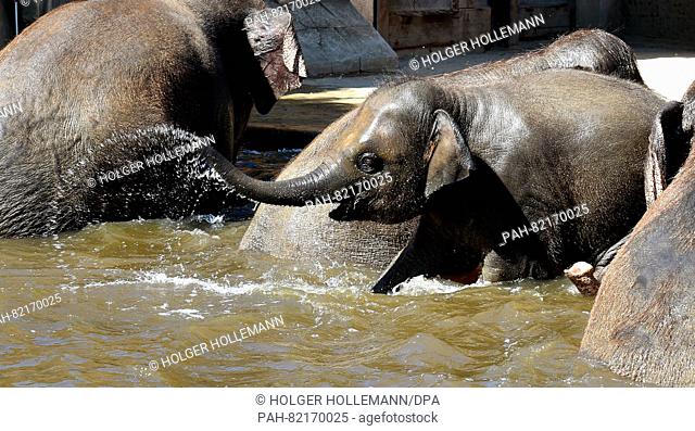 Elephant calf Yumi plays in the water basin in their open-air enclosure at the zoo in Hanover,  Germany, 20 July 2016. Photo: HOLGER HOLLEMANN/dpa | usage...