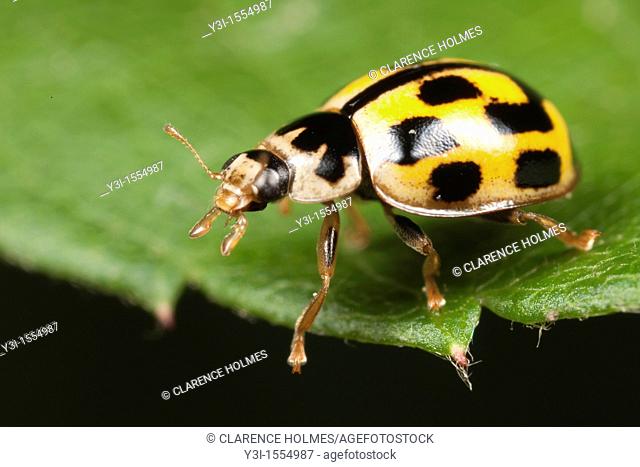 Fourteen-spotted Lady Beetle Propylea quatuordecimpunctata, West Harrison, Westchester County, New York, USA