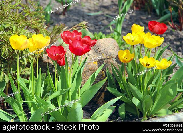 Yellow and red tulips on flower bed in April. Red and yellow tulips planted in garden. Springtime garden. Colorful tulips in flower bed