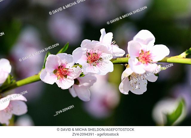 Cherry plum or Myrobalan plum (Prunus cerasifera) blossoms in spring