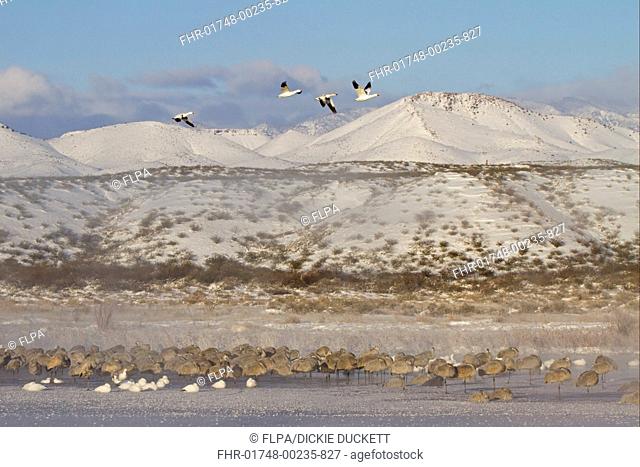 Sandhill Crane Grus canadensis and Snow Goose Chen caerulescens mixed flock, resting on frozen lake, with snow covered hills in background