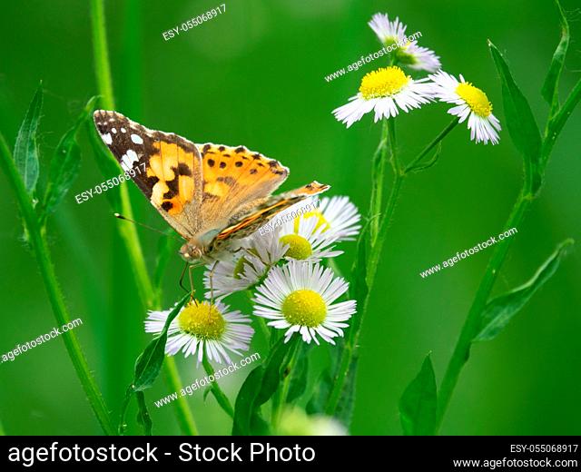 Painted lady butterfly (Vanessa cardui) on a Daisy flowers. The valley of the river Pshish, the Main Caucasian ridge. Characteristic summer photo