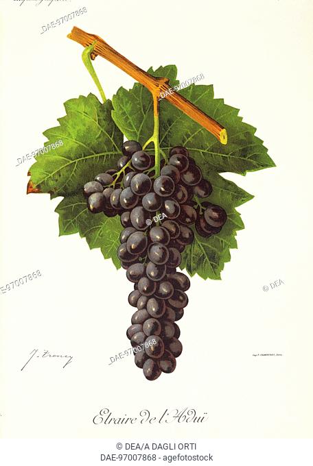 Pierre Viala (1859-1936), Victor Vermorel (1848-1927), Traite General de Viticulture. Ampelographie, 1901-1910. Tome III, plate: Etraire del'Adui grape