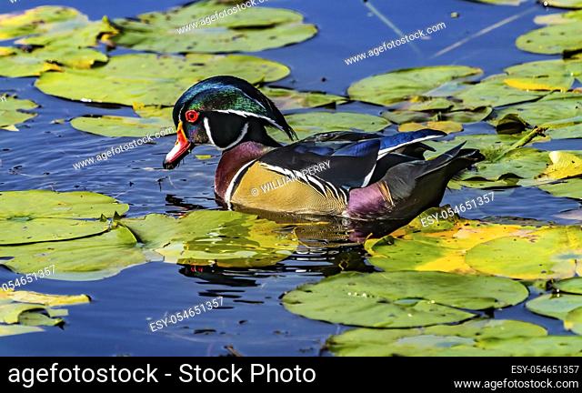 Colorful Male Wood Duck Carolina Duck Aix Sponsa Perching Duck Green Lily Pads Juanita Bay Park Lake Washington Kirkland Washiington