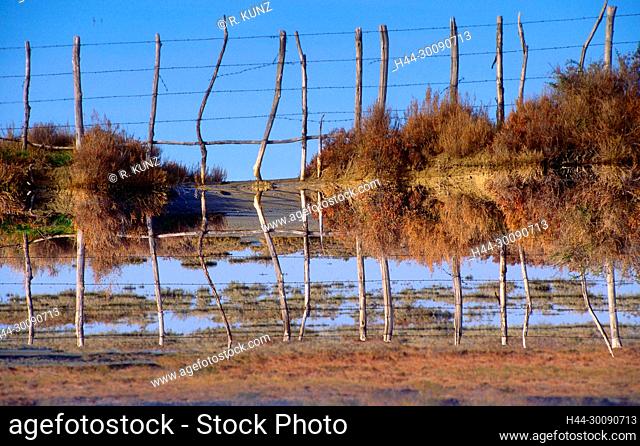 Typical fence, reflections, saltwater swamp, Camargue, Bouches-du-Rhône department, Provence, France