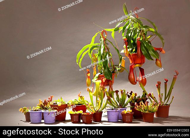 Varieties of predatory plants in flower pots on a gray background